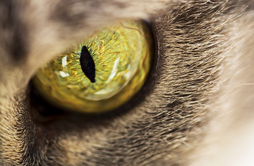 Green cats eye - CAT - Commercial Agent Training
