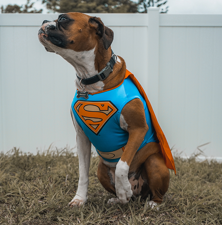 superdog-unsplash-w.jpg