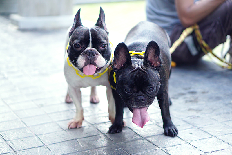 two-french-bulldogs-on-leash-800x.jpg